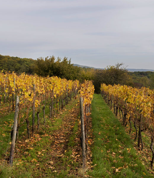 Winkeler Dachsberg