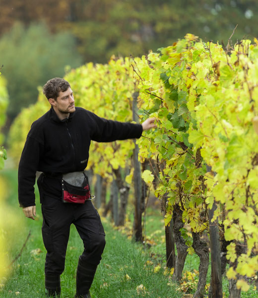 Arbeit im Weinberg Lucas Basting, Winkeler Gutenberg, Weinbergsarbeiten
