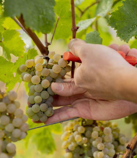Weinlese Weinlese, Handlese, Schere, Traube, Riesling
